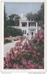 Azalea Lined Walkway to Orton Plantation, Wilmington North Carolina 1940-60s