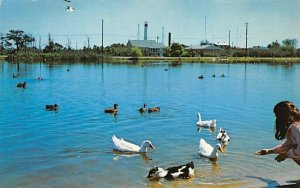 Feeding the ducks at Lily Lake in Cape May, New Jersey