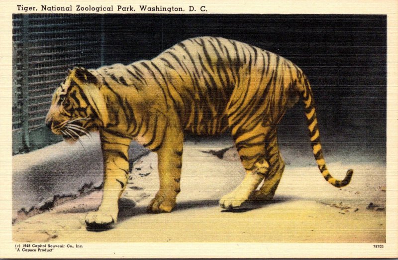 Washington D C National Zoological Park Tiger