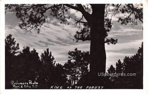 King of the Forest - Rapid City, South Dakota SD  