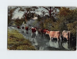 Postcard Cows Lined Up on the River