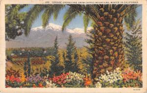 BR103242 orange groves and snow capped mountains winter in california   usa