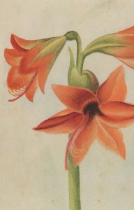 Hippeastrum Reginae Flower 18th Century Watercolour Postcard