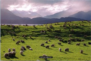 Postcard New Zealand Southland - pasture located near Te Anau