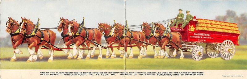 Budweiser Clydesdale, two postcards connected St Louis, Missouri, USA Unused ...