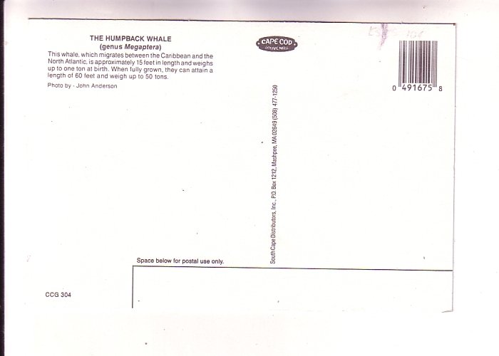 Whale Watching, Megaptera, Maine