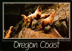 Oregon Coast Sea Lion Caves Interior Year-Round Home Of Steller Sea Lions Nea...