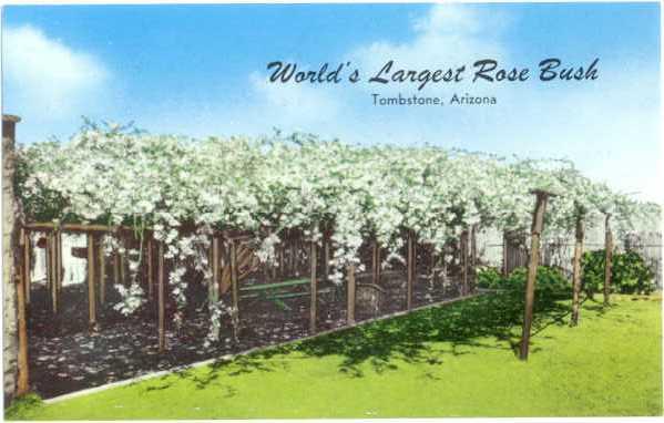 World's Largest Rose Bush, Tombstone, Arizona,  AZ, Chrome