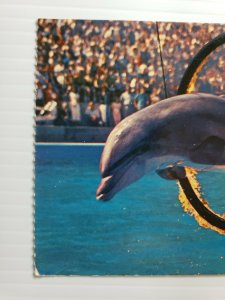 Vintage Postcard Marineland Of The Pacific bottle nose dolphin ring of fire  388