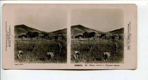 294347 1910 CAUCASUS GEORGIA Sardar-Abad cotton picking STEREO PHOTO