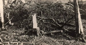 WWI World War Great War RPPC Postcard c.1914 Trees Felled by Germans