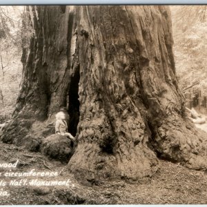 c1940s Muir Woods Nat'l Monument, CA RPPC Giant Redwood + Child Real Photo A132