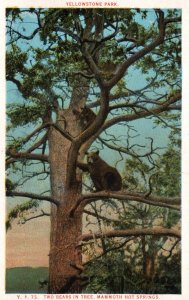 Two Bears in Tree,Mammoth Hot Springs,Yellowstone National Park