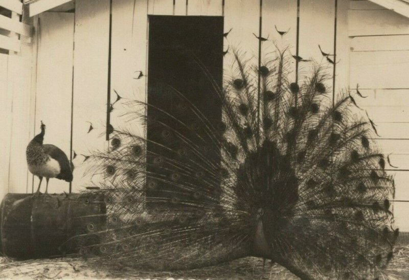 RPPC Peacock Zoo Auto Park Oregon Eooy DOPS photo postcard G44 