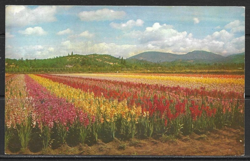 Oregon, Grant's Pass - Gladiola Fields - [OR-033]