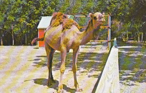 Dromedary Camel Gobblers Knob Zoo Farm Bloomingdale Indiana