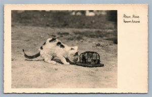 CAT PLAYS w/ MOUSE IN THE TRAP ANTIQUE REAL PHOTO POSTCARD RPPC