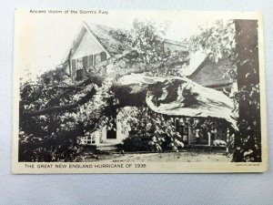 Vintage Postcard New England Hurricane of 1938 Ancient Victim Storm's Fury MA