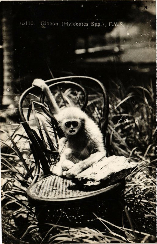 PC CPA MALAYSIA, GIBBON, VINTAGE REAL PHOTO POSTCARD (b12112)