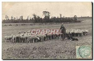 Old Postcard Folklore Peasants In Beauce Shepherd and Sheep flock TOP