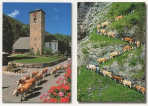 Cows On Parade Mountain Climbing Adelboden Switzerland 2x Postcard s