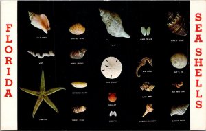 Sea Shells Found On The Beaches Of Florida