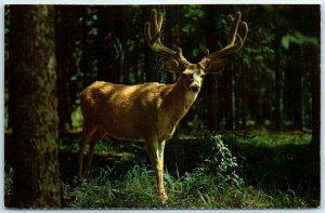 Postcard - Mule Deer - In Velvet - Wyoming Mountains