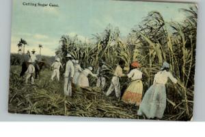 BLACK AMERICANA Workers Cutting Sugar Cane c1910 PC