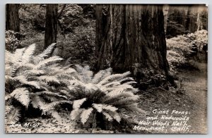 Muir Woods National Monument California Giant Ferns and Redwoods Postcard D29