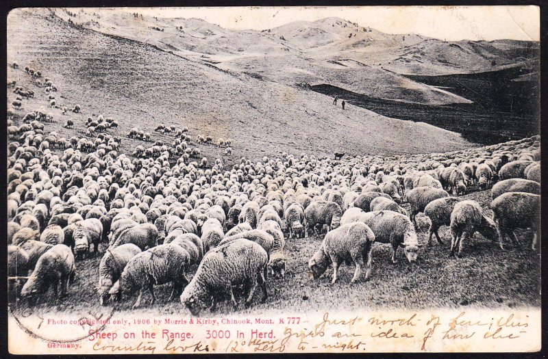 Sheep on the Range – Chinook MT - Morris & Kirby - 1907