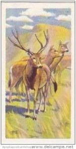 Brooke Bond Vintage Trade Card Wildlife In Danger 1963 No 15 Mi-Lu Or Pere Da...