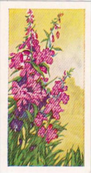 Glengettie Trade Card Wild Flowers No 6 Rosebay Willow-Herb