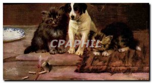 Old Postcard Cat Cats Kitten
