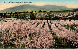 Washington Beautiful Orchard Scene