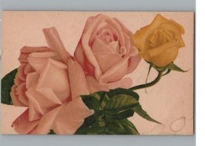 Pink and Yellow Roses Flowers & Plants Antique European Postcard Unused
