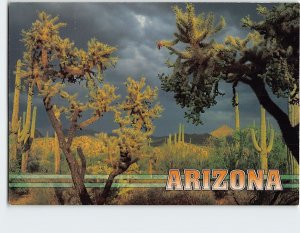 Postcard Saguaro National Park Arizona USA