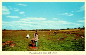 Massachusetts Cape Cod Cranberry Bog At Picking Time