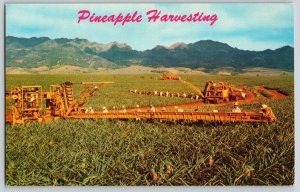 Postcard Pineapple Harvesting - Hawaii