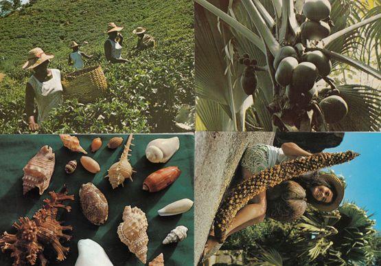 Seychelles Coconut Fruits Tea Picking Makers Sea Shells 4x Postcard s
