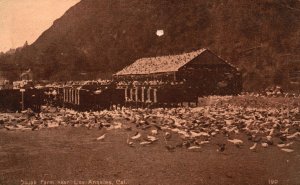 Vintage Postcard 1914 View of The Squab Farm near Los Angeles California CA
