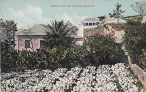 Bermuda Easter Lillies and Bananas