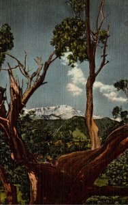 Colorado Pike's Peak Through The Old Cedar Trees Curteich