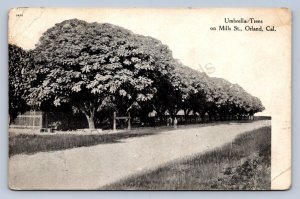 J99/ Orland California Postcard c1910 Umbrella Tree on Mills St Homes 112