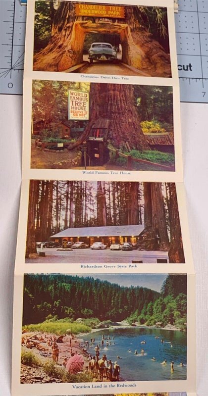 Fold Out Postcard California Redwoods CA