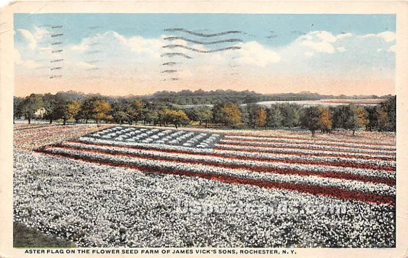 Aster Flag, James Vick's Sons - Rochester, New York