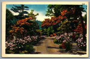 Postcard c1940s Scenic Nature View Trees and Flowers Unused