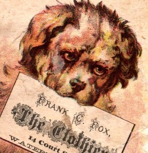 1880s Frank C. Fox The Clothier Adorable Fluffy Dog With Sign F118