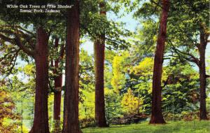 White Oak Trees at The Shades Scenic Park, Indiana c1947 Vintage Postcard F10