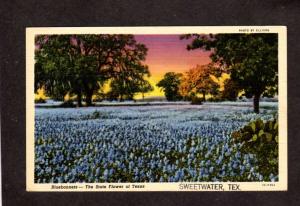 TX Bluebonnets State Flower Texas Sweetwater Texas Linen Postcard