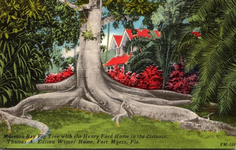 Florida Fort Myers Moreton Bay Fig Tree Thomas A Edison Winter Home 1961